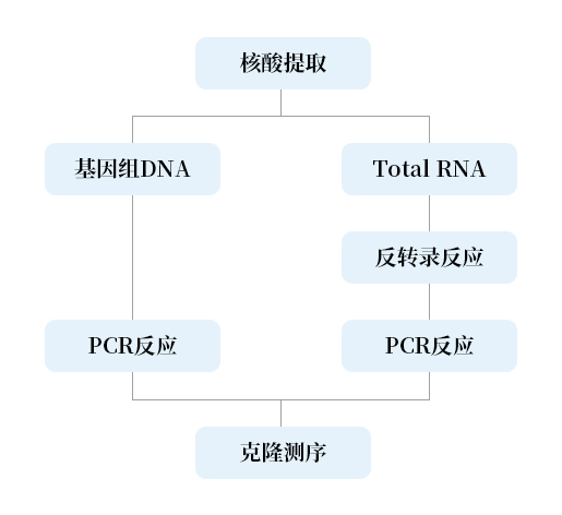 基因克隆树.jpg